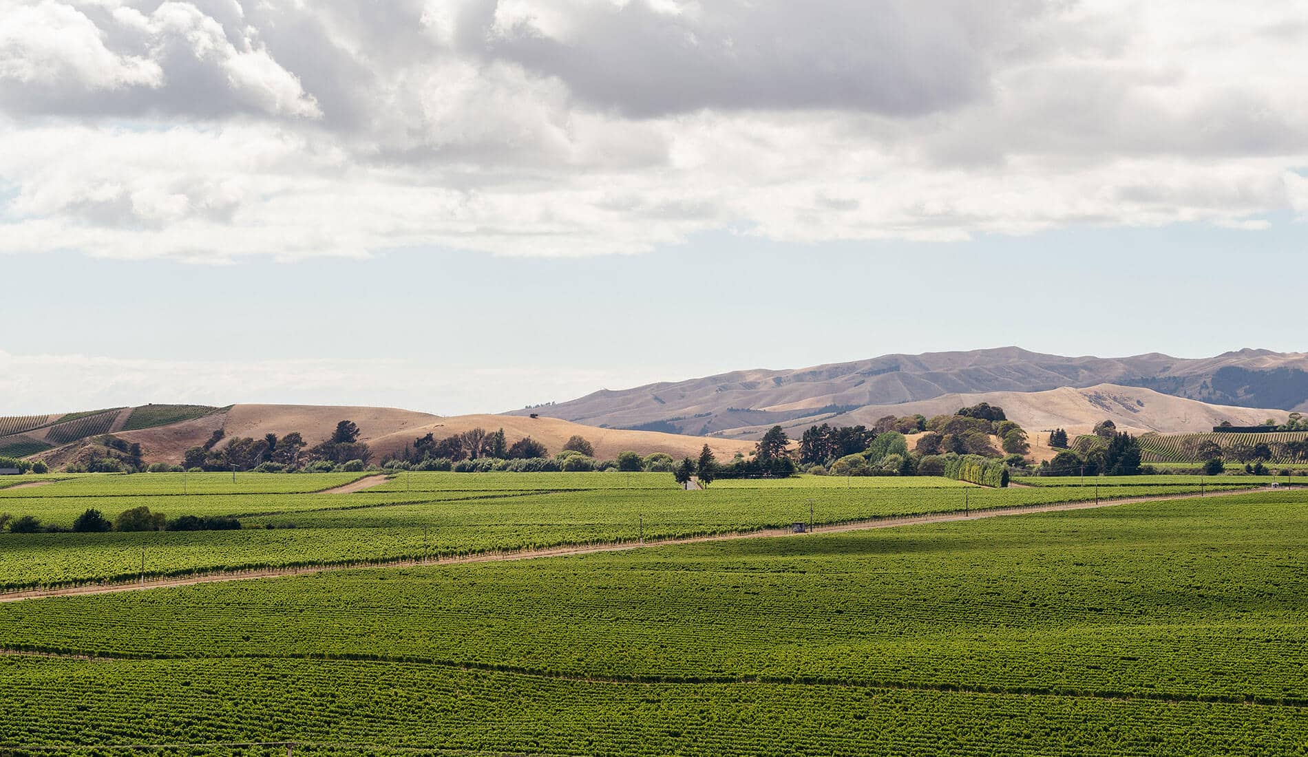 Landscape of Cloudy Bay vineyards in Marlborough