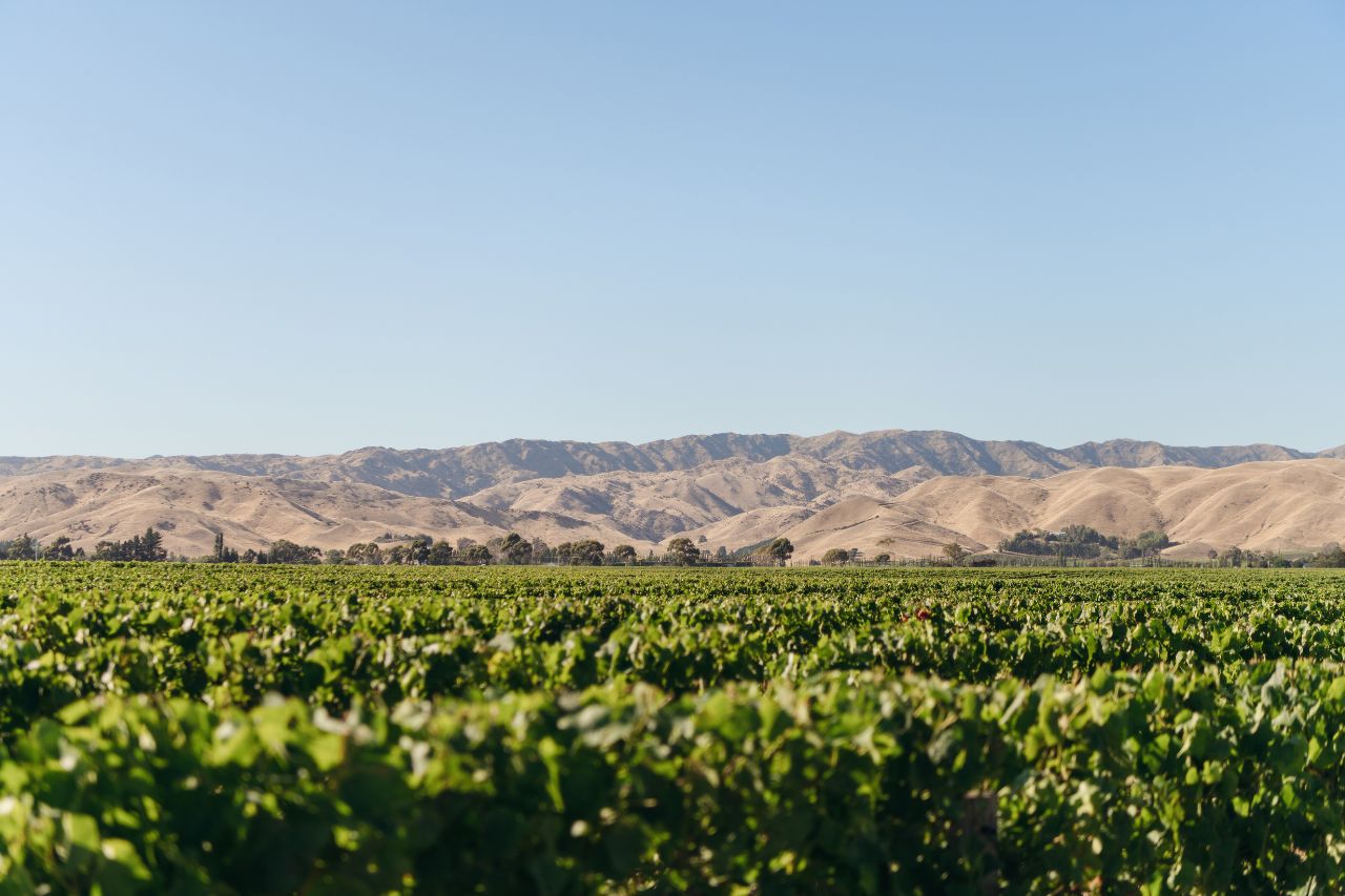 Card Tag: Wine